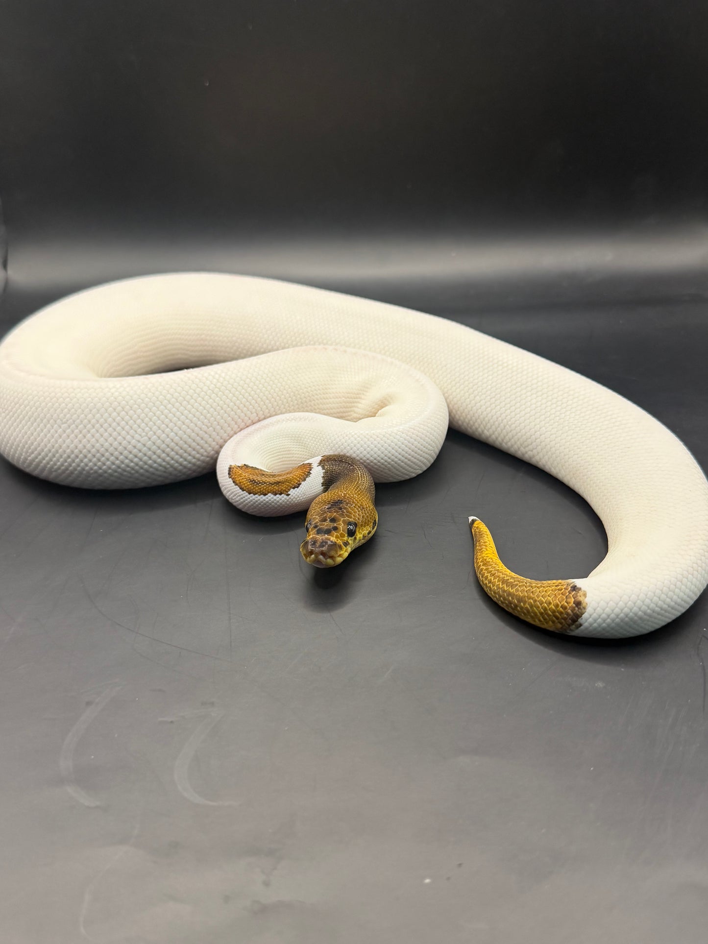 Clown pied leopard (400gr aprox) hembra