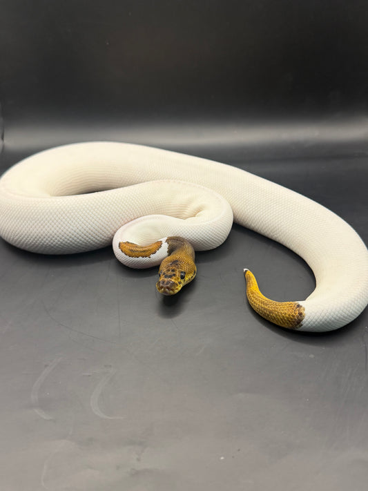Clown pied leopard (400gr aprox) hembra