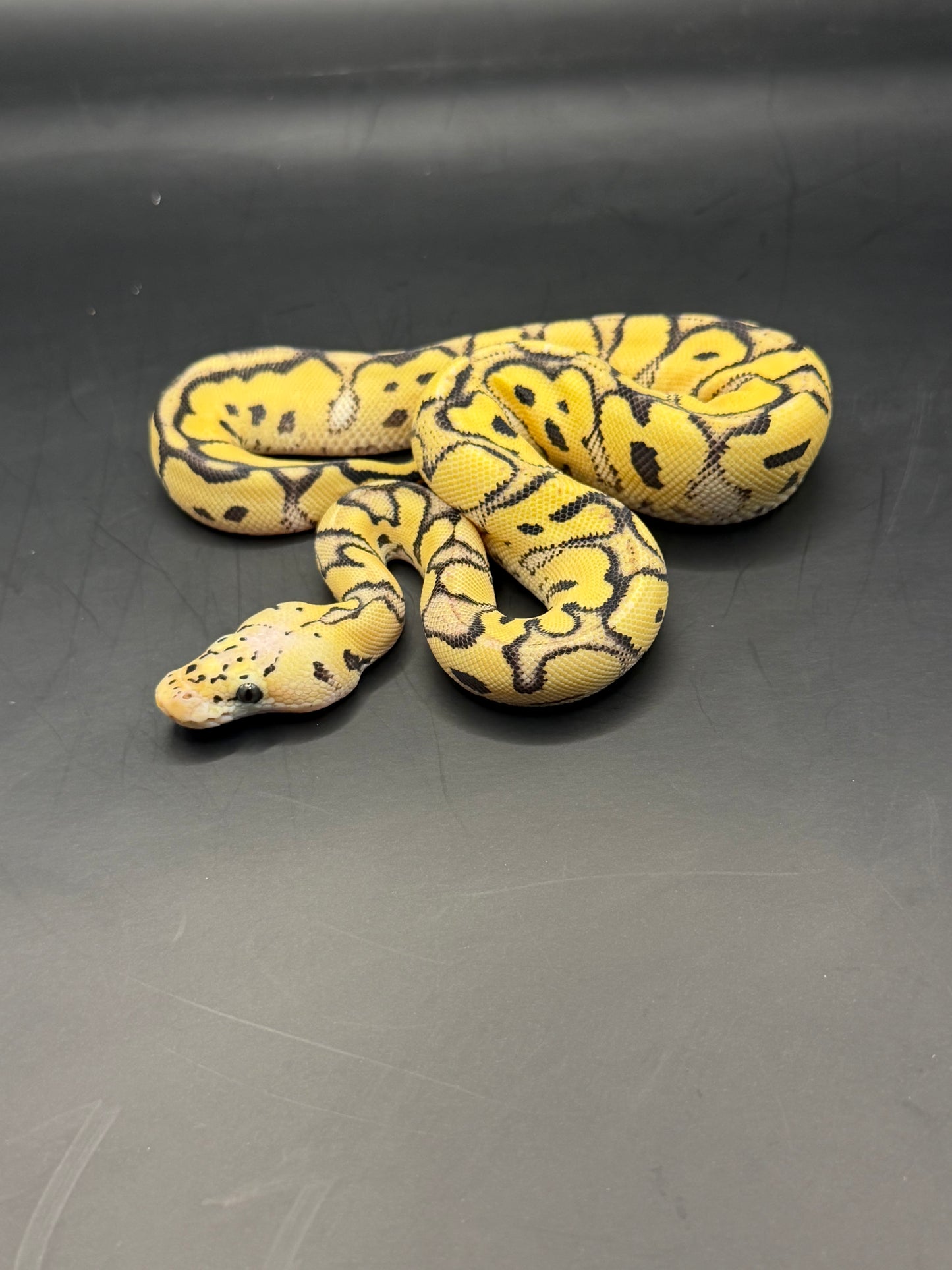 Pastel dg clown hembra