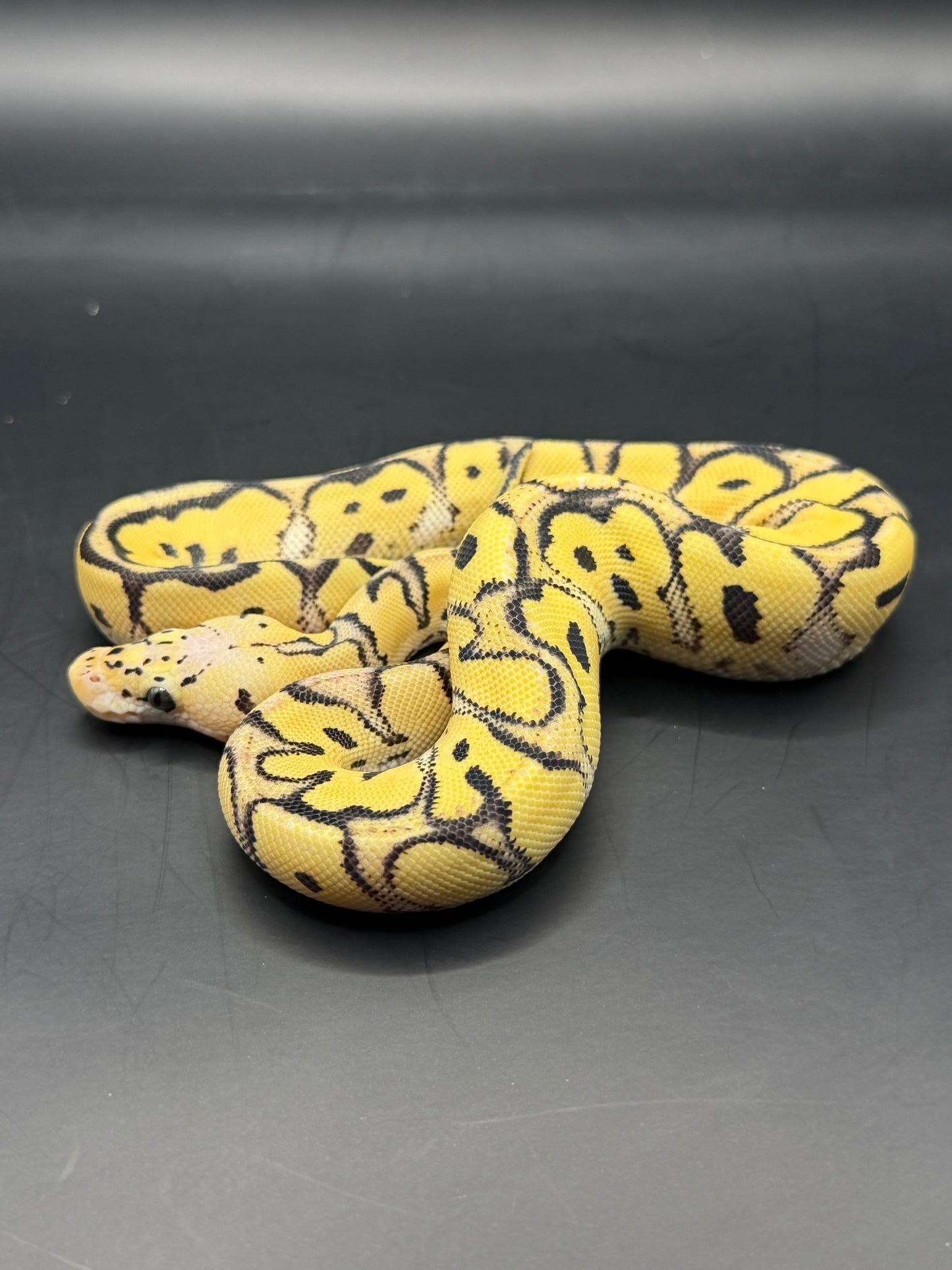 Pastel dg clown hembra