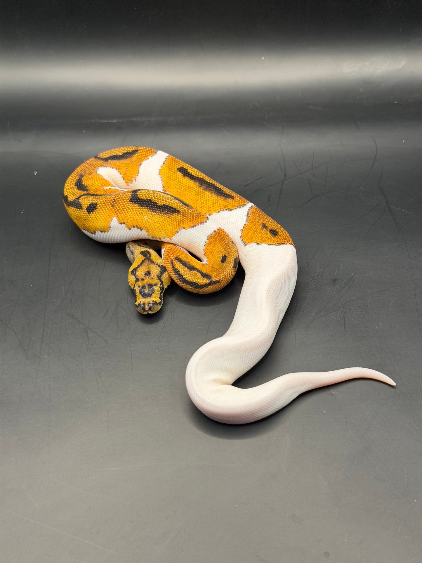 Od clown pied hembra