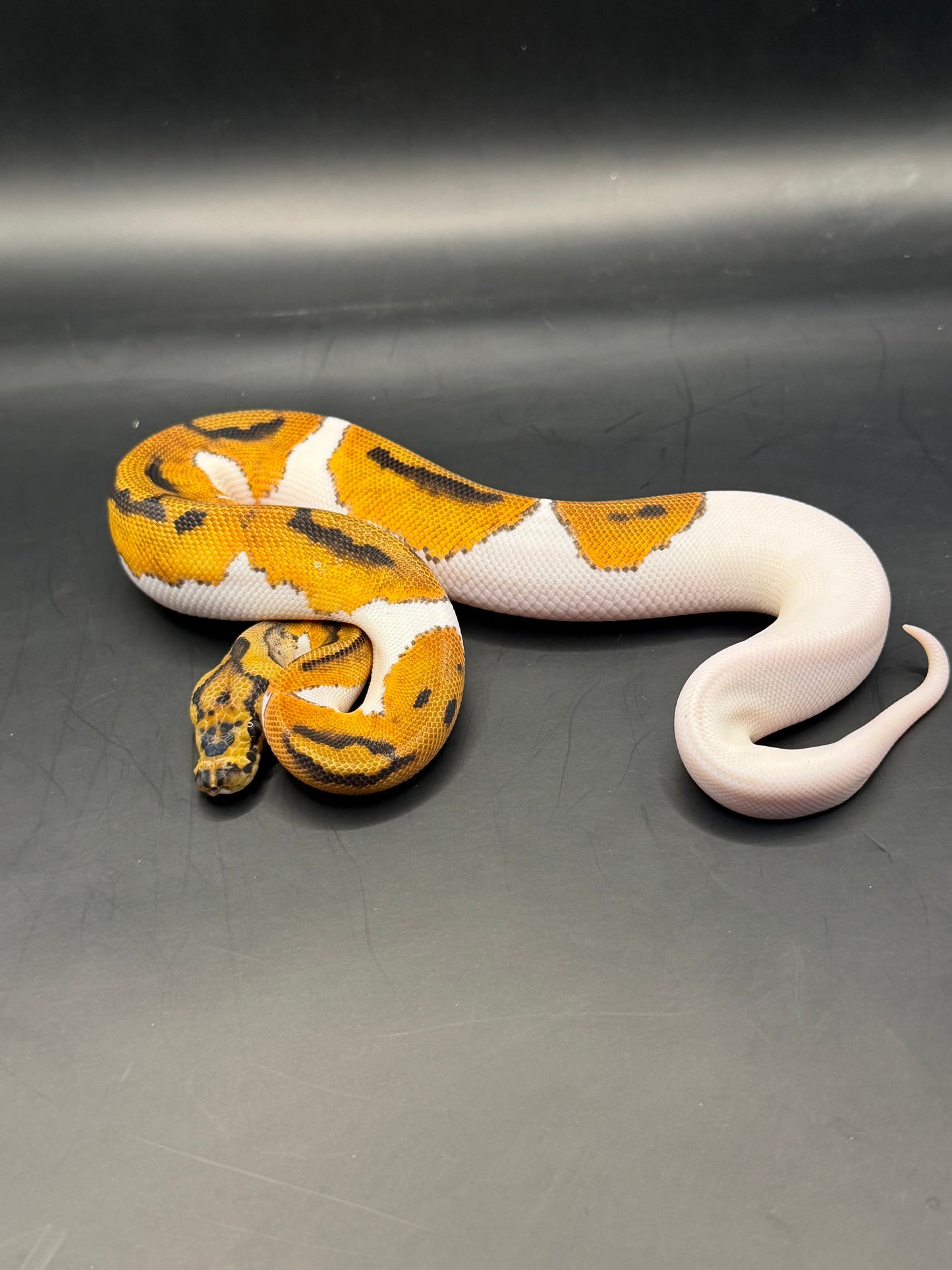 Od clown pied hembra