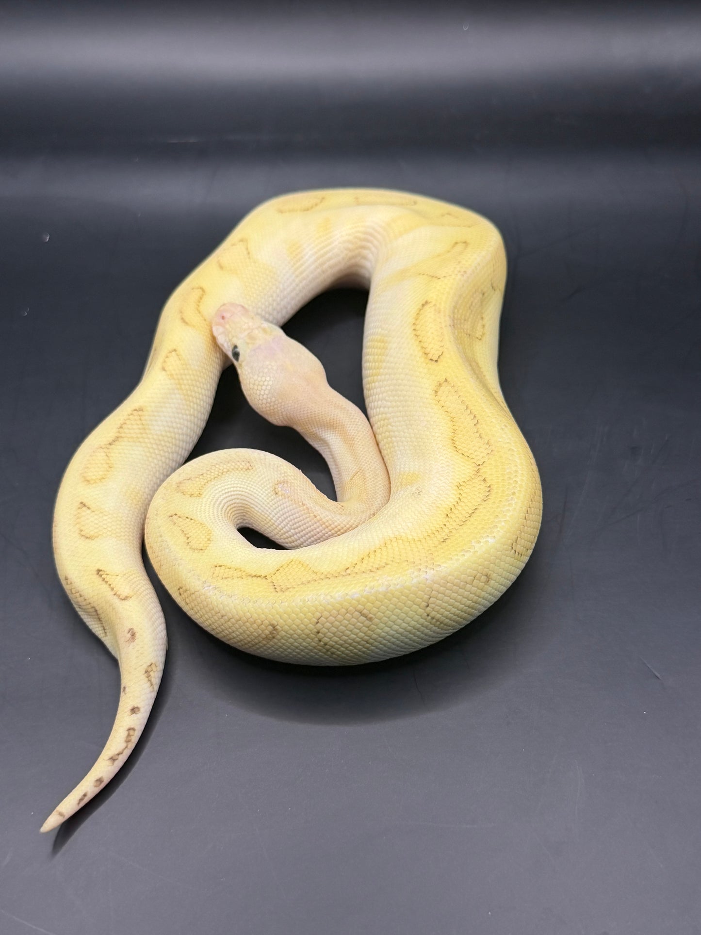Clown genetic stripe lesser pastel enchi hembra