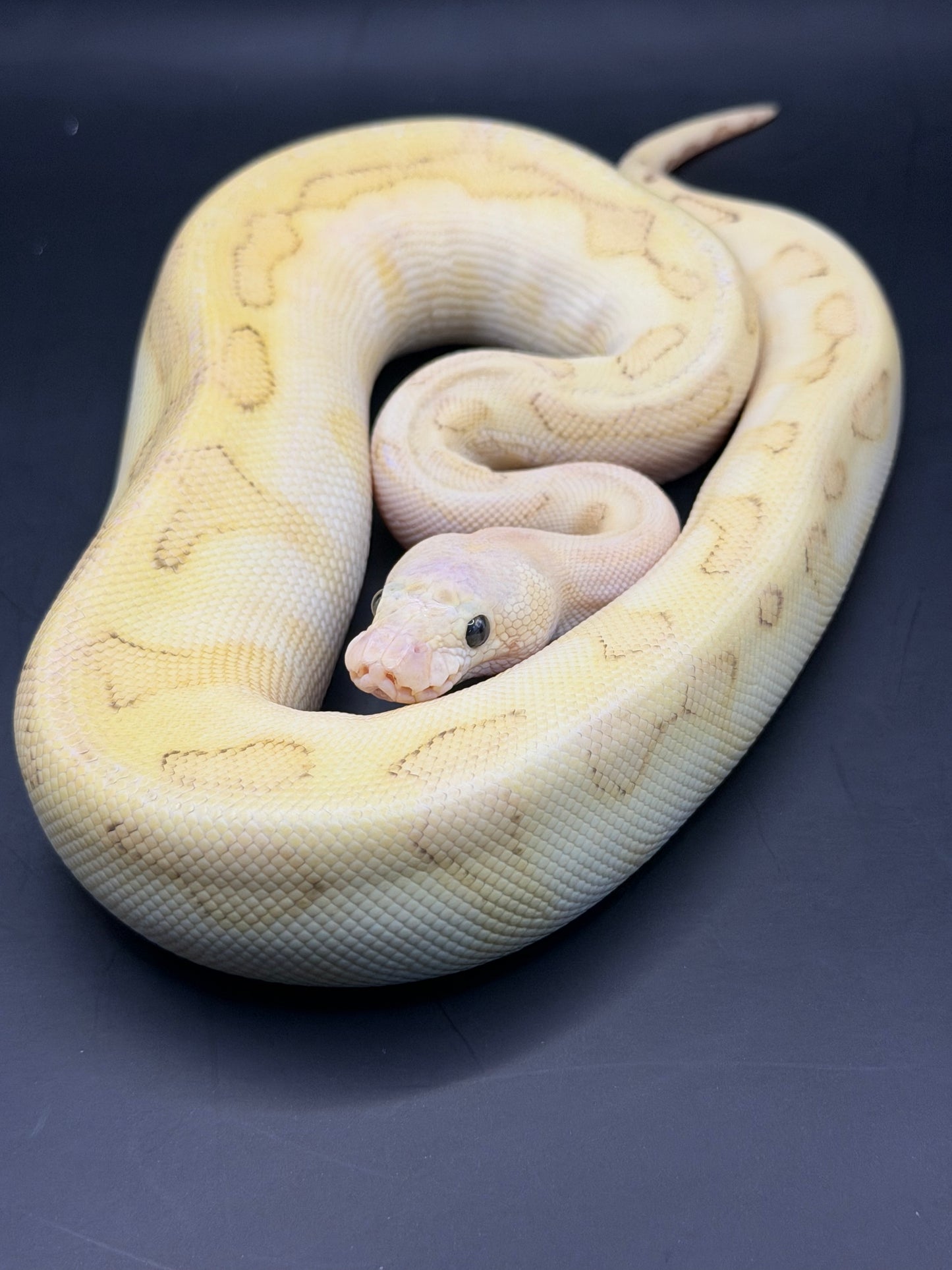 Clown genetic stripe lesser pastel enchi hembra