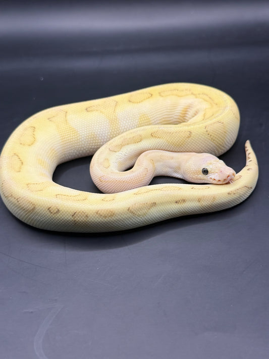 Clown genetic stripe lesser pastel enchi hembra