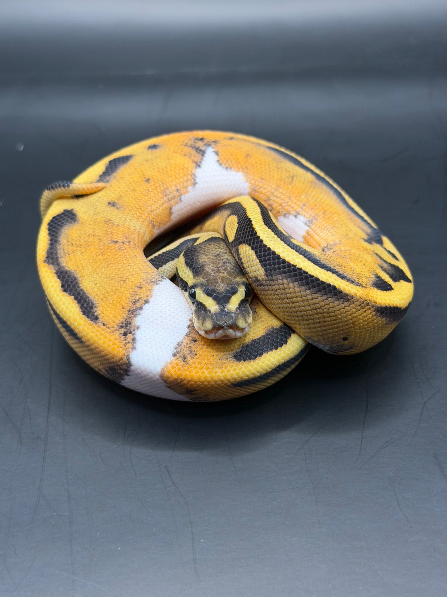 Dg pied hembra