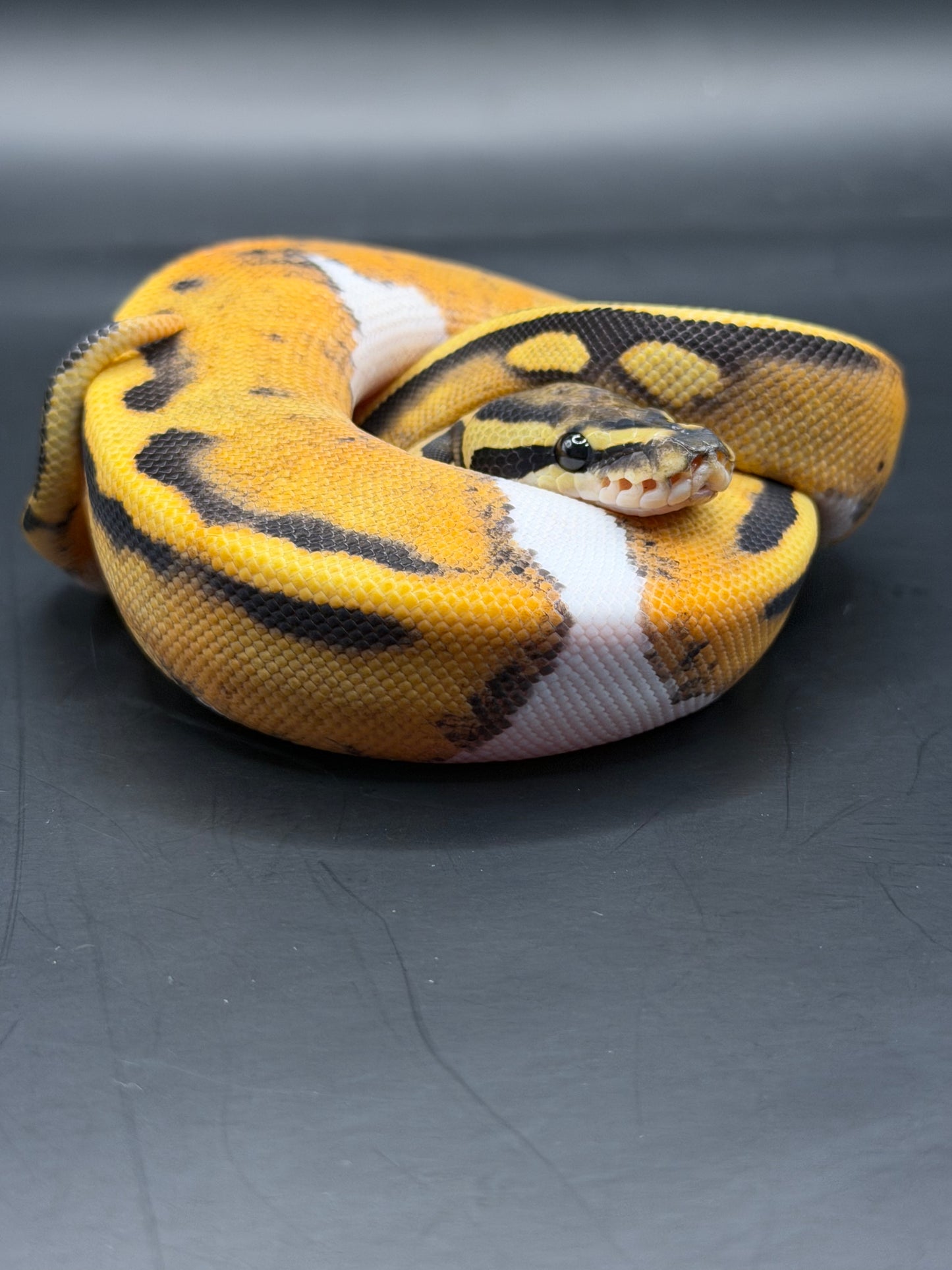 Dg pied hembra
