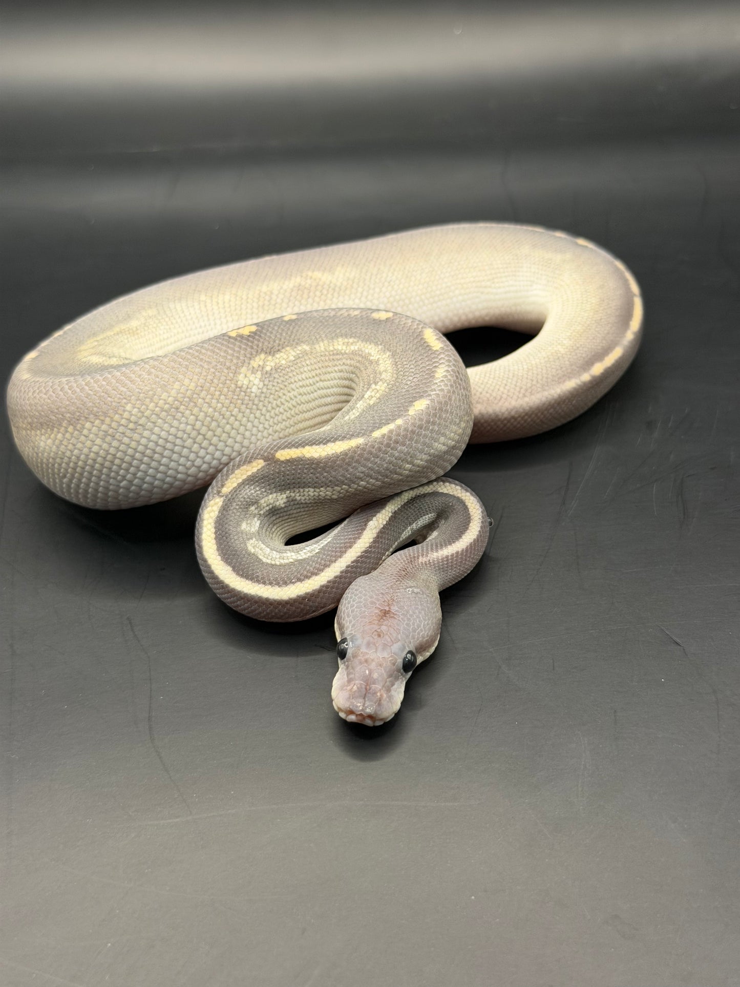 Hypo Mojave bh black pastel macho