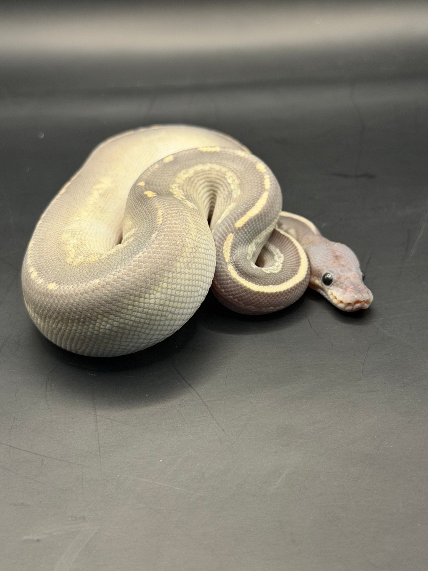 Hypo Mojave bh black pastel macho