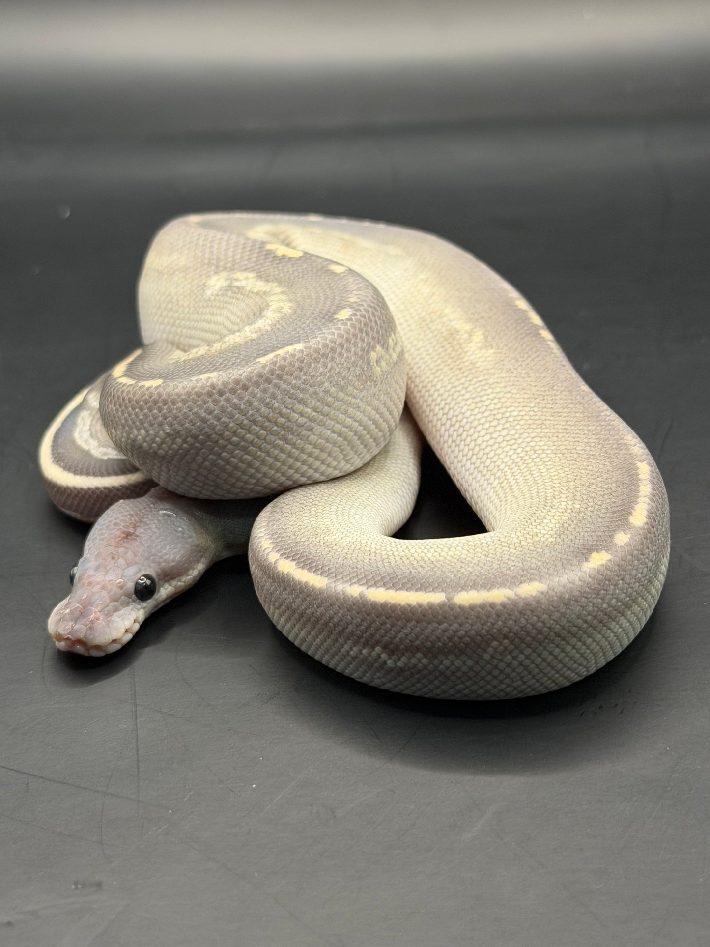 Hypo Mojave bh black pastel macho