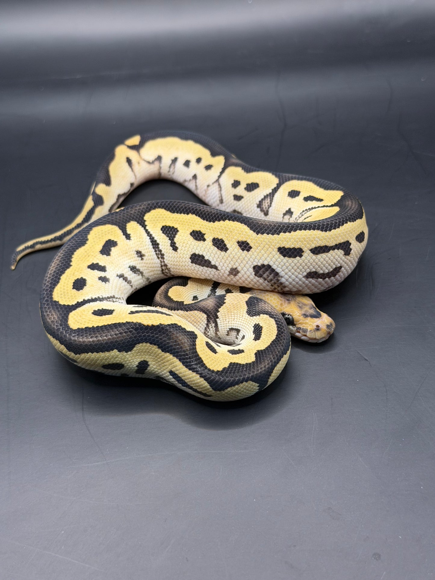 Dg clown het pied (test RGI) hembra