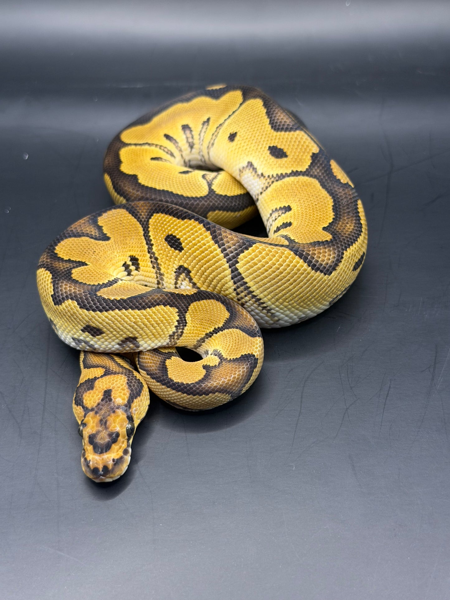 Clown het hypo poss het dg hembra