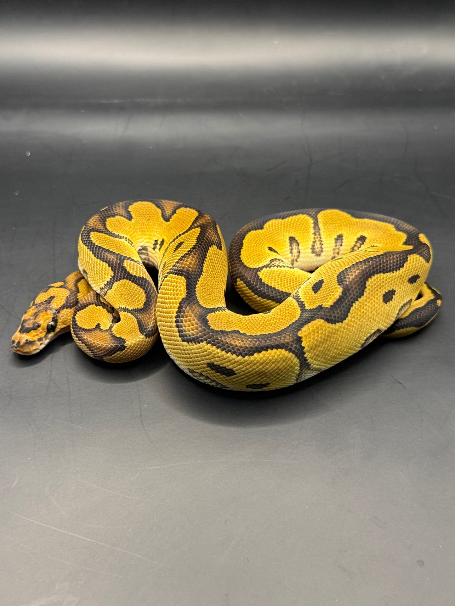 Clown het hypo poss het dg hembra