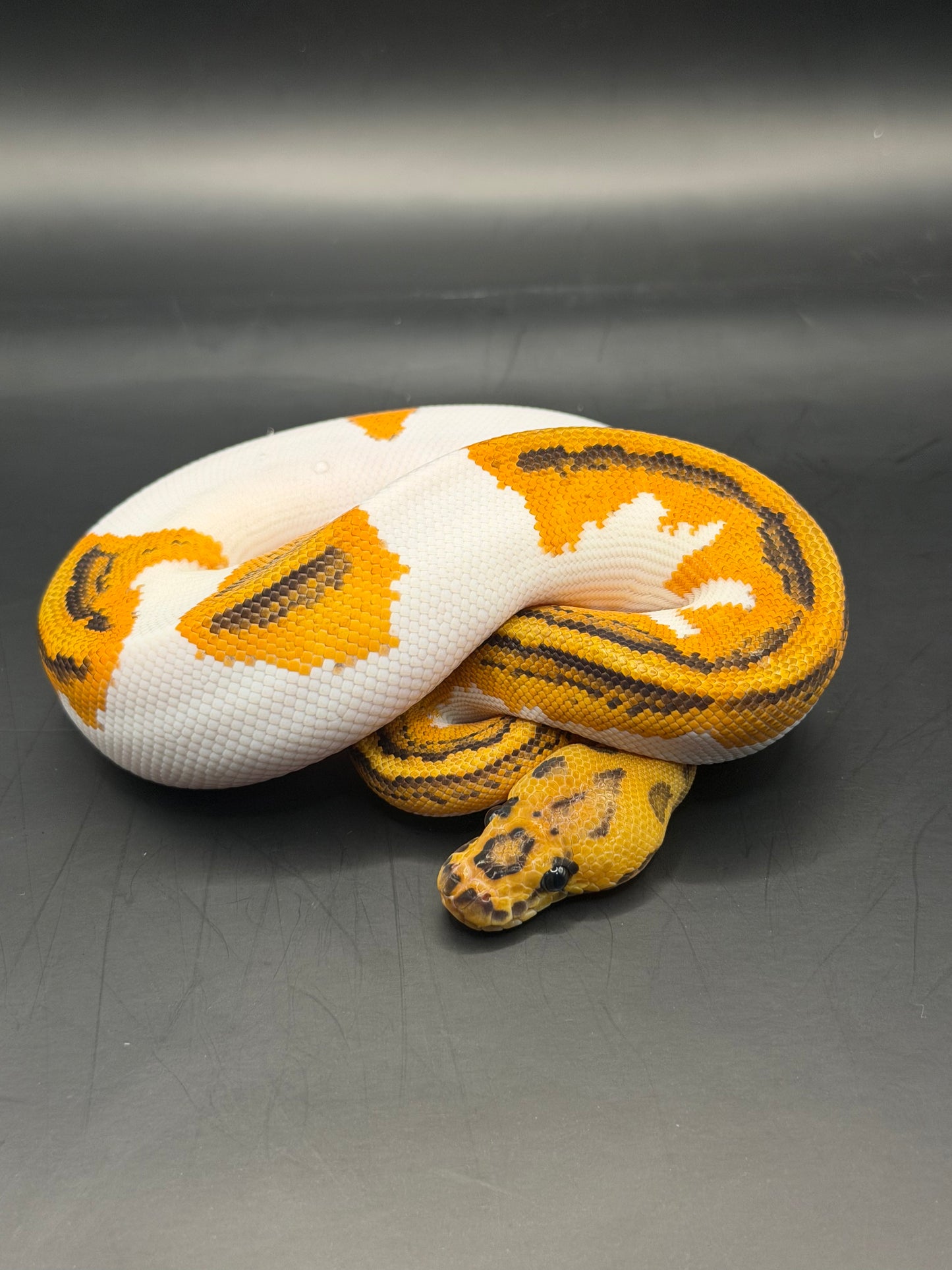 Clown pied disco yb od macho