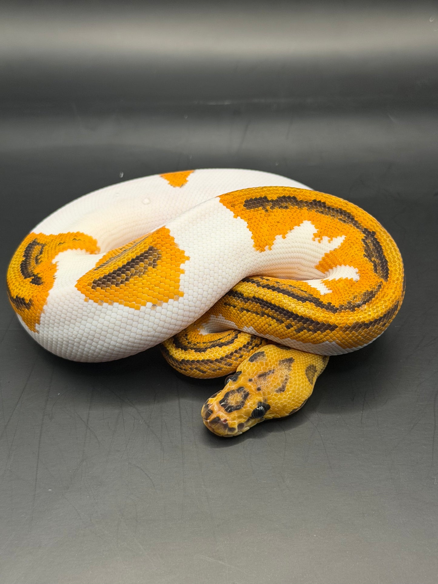 Clown pied disco yb od macho