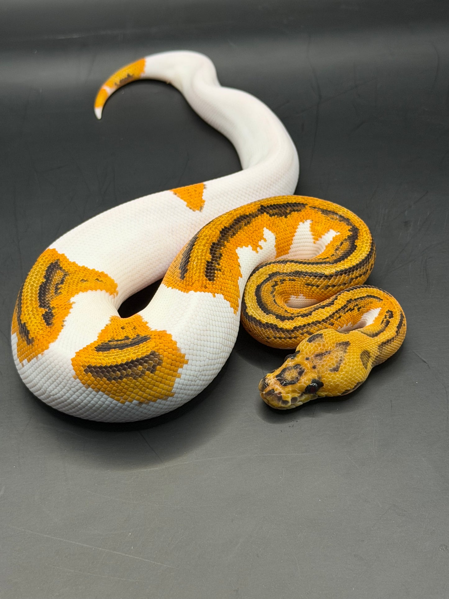 Clown pied disco yb od macho