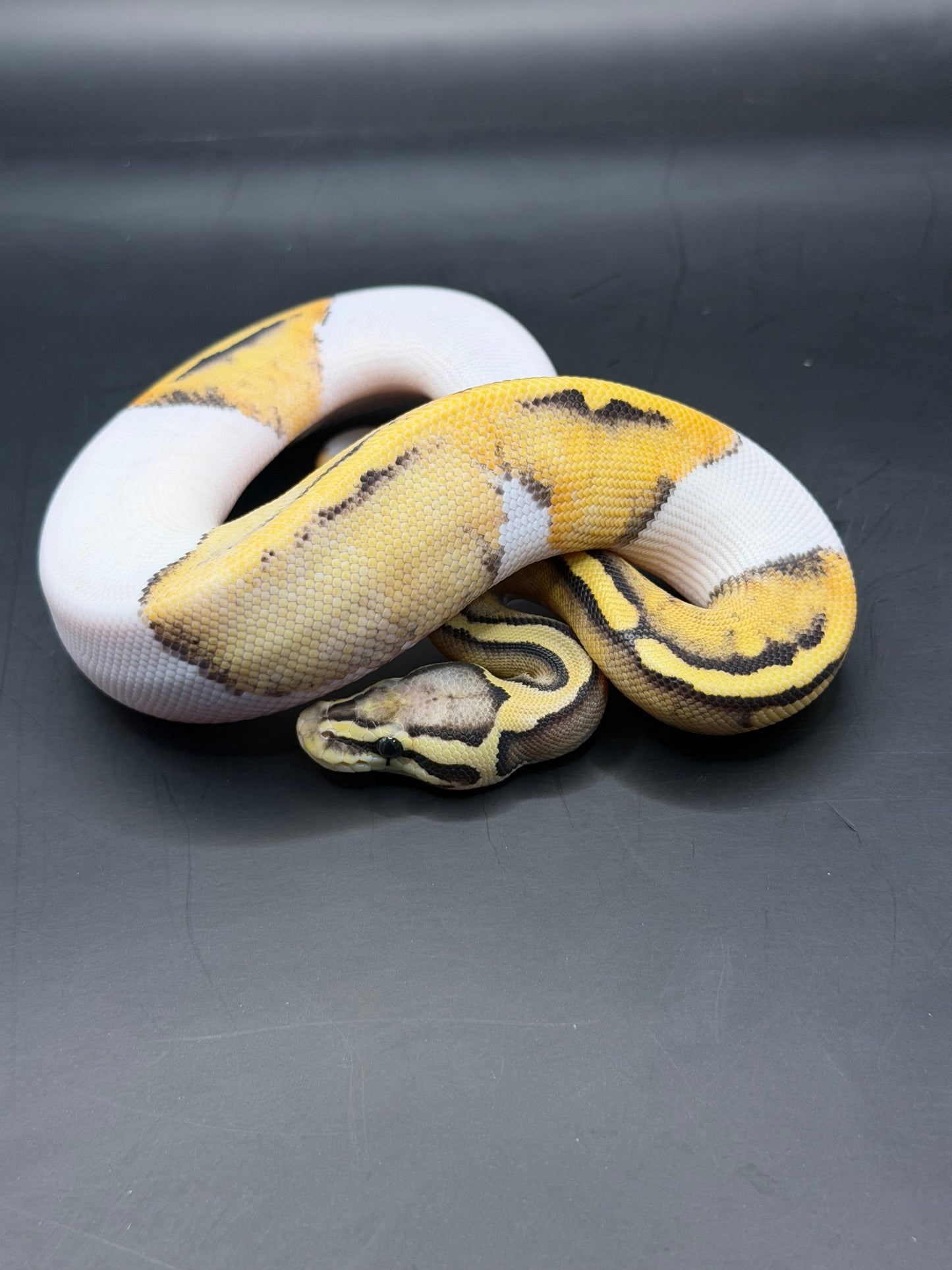 Dg pied pastel hembra
