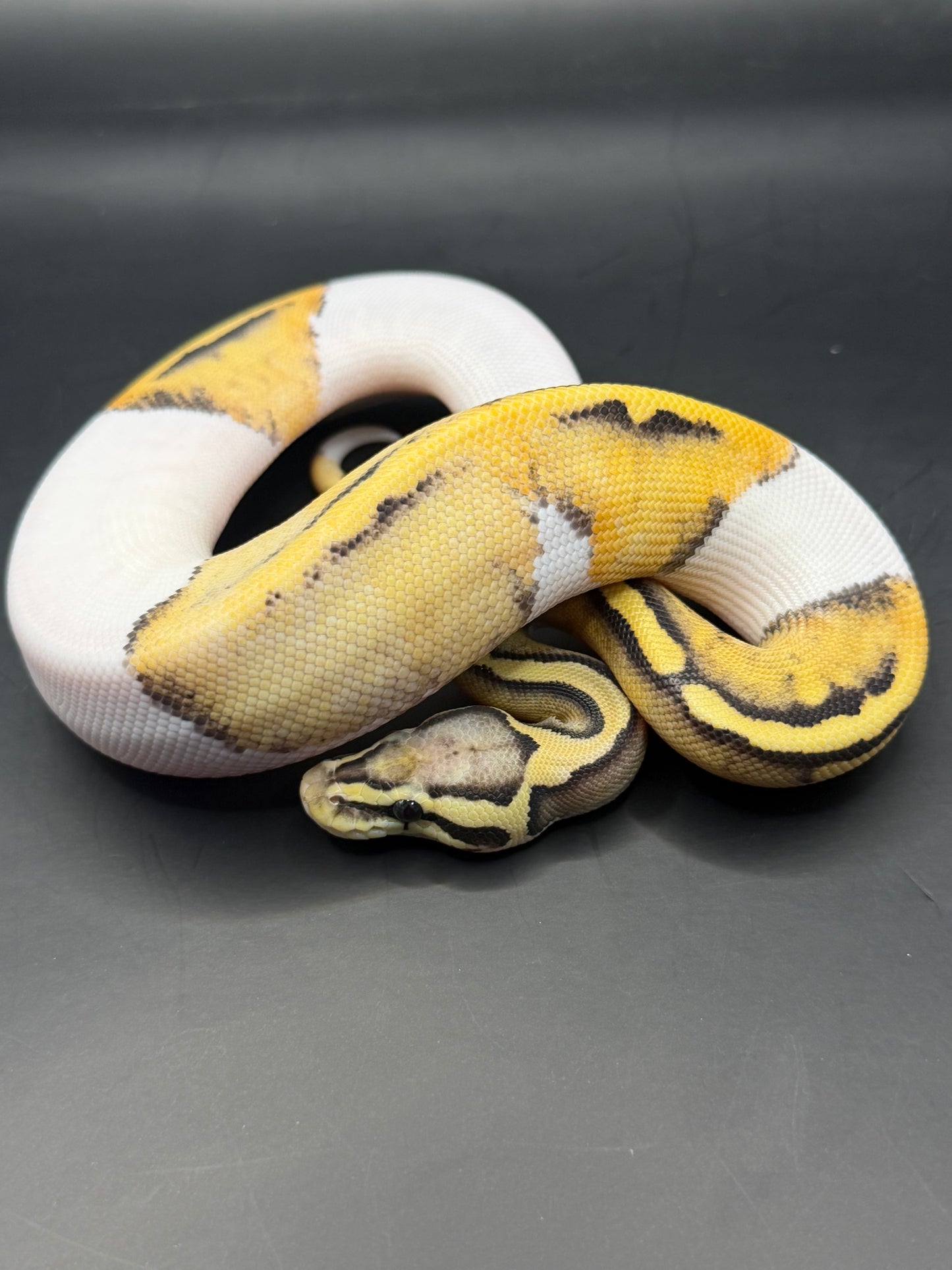 Dg pied pastel hembra