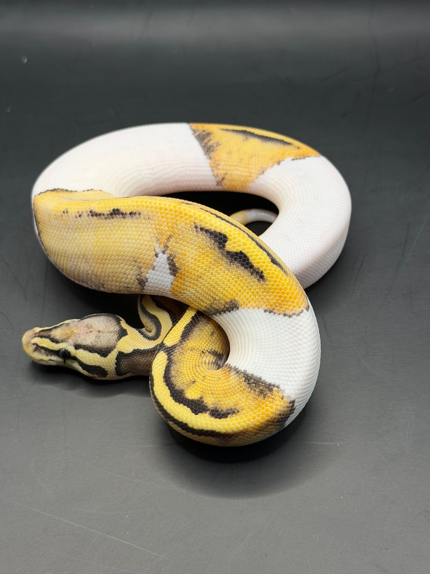 Dg pied pastel hembra