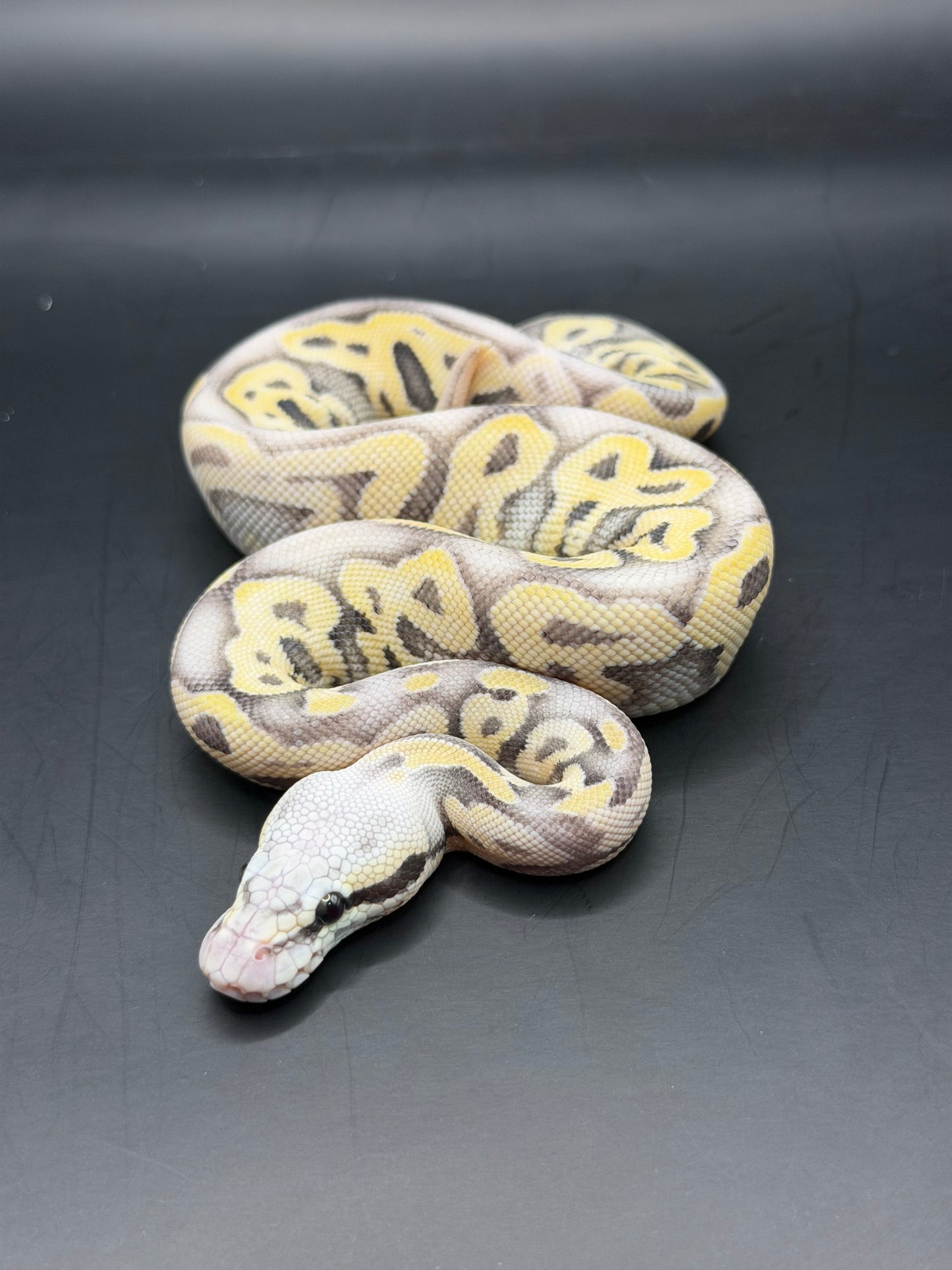 pastel leopard vainilla dg hypo macho