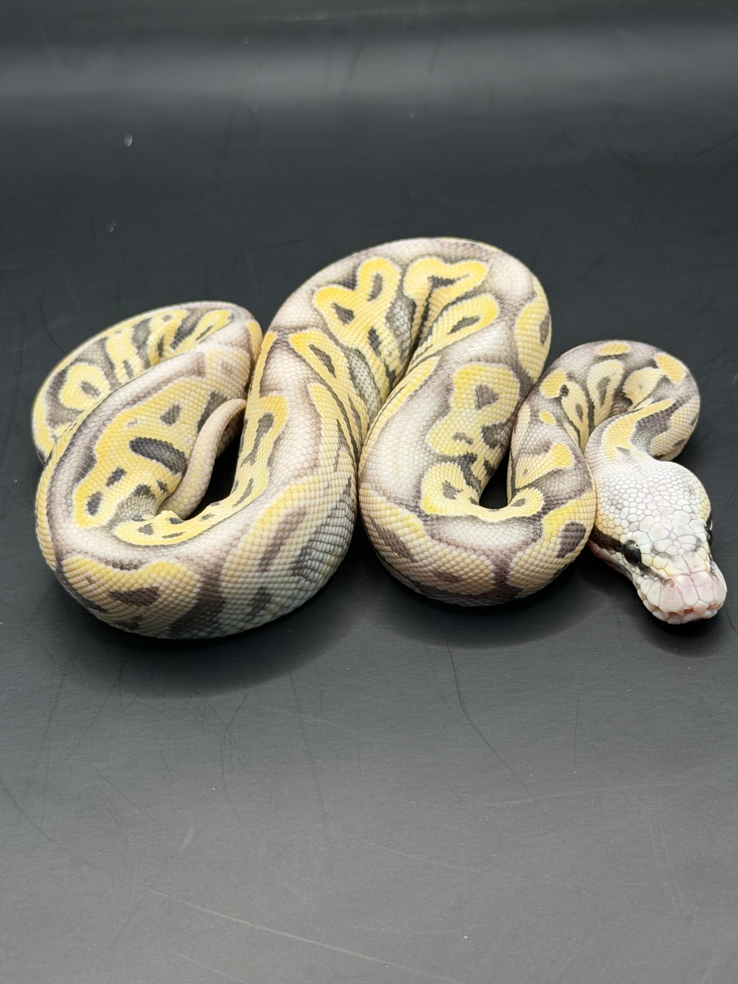 pastel leopard vainilla dg hypo macho