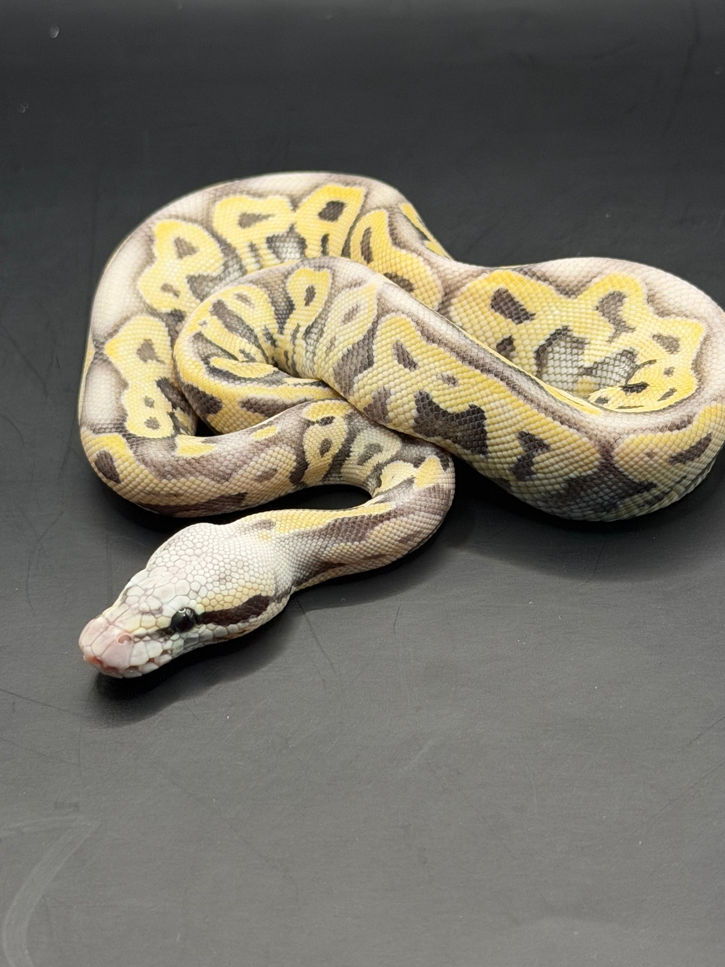 pastel leopard vainilla dg hypo macho