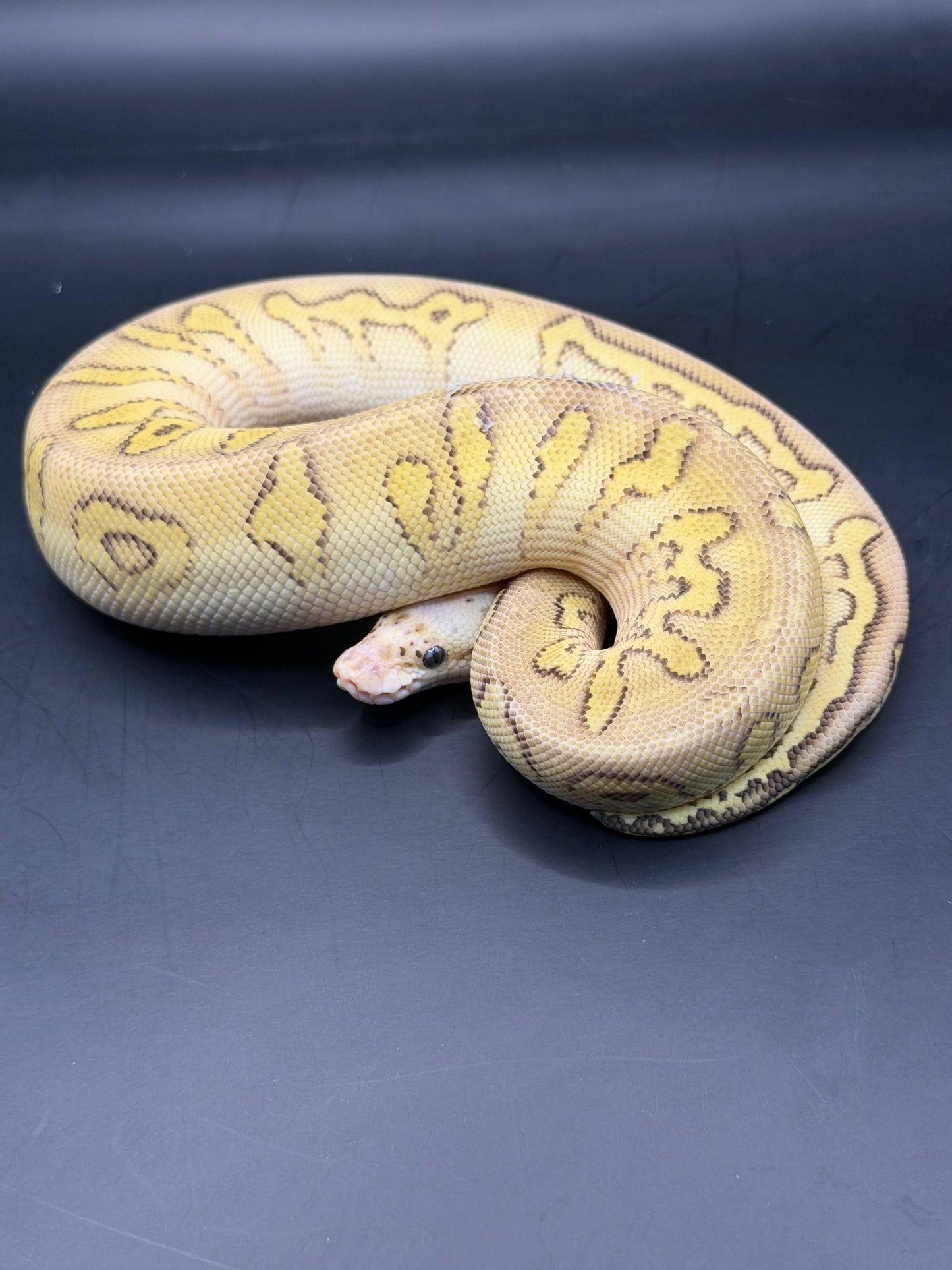 pastel stranger clown hembra