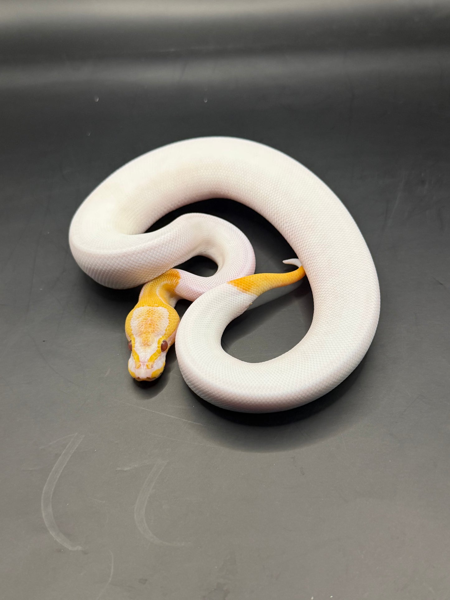 Dreamsicle (lavander pied) macho