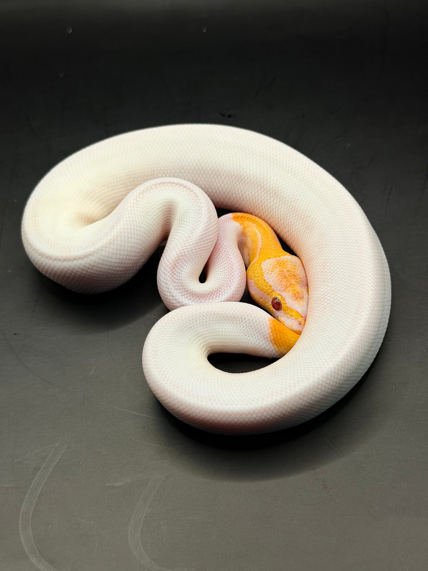 Dreamsicle (lavander pied) macho