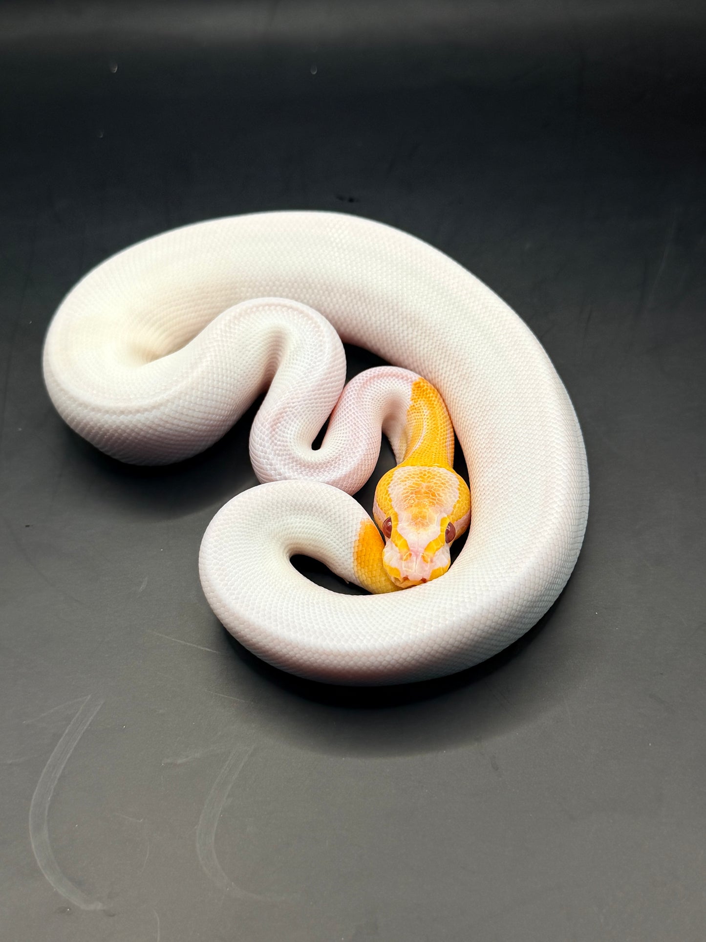 Dreamsicle (lavander pied) macho
