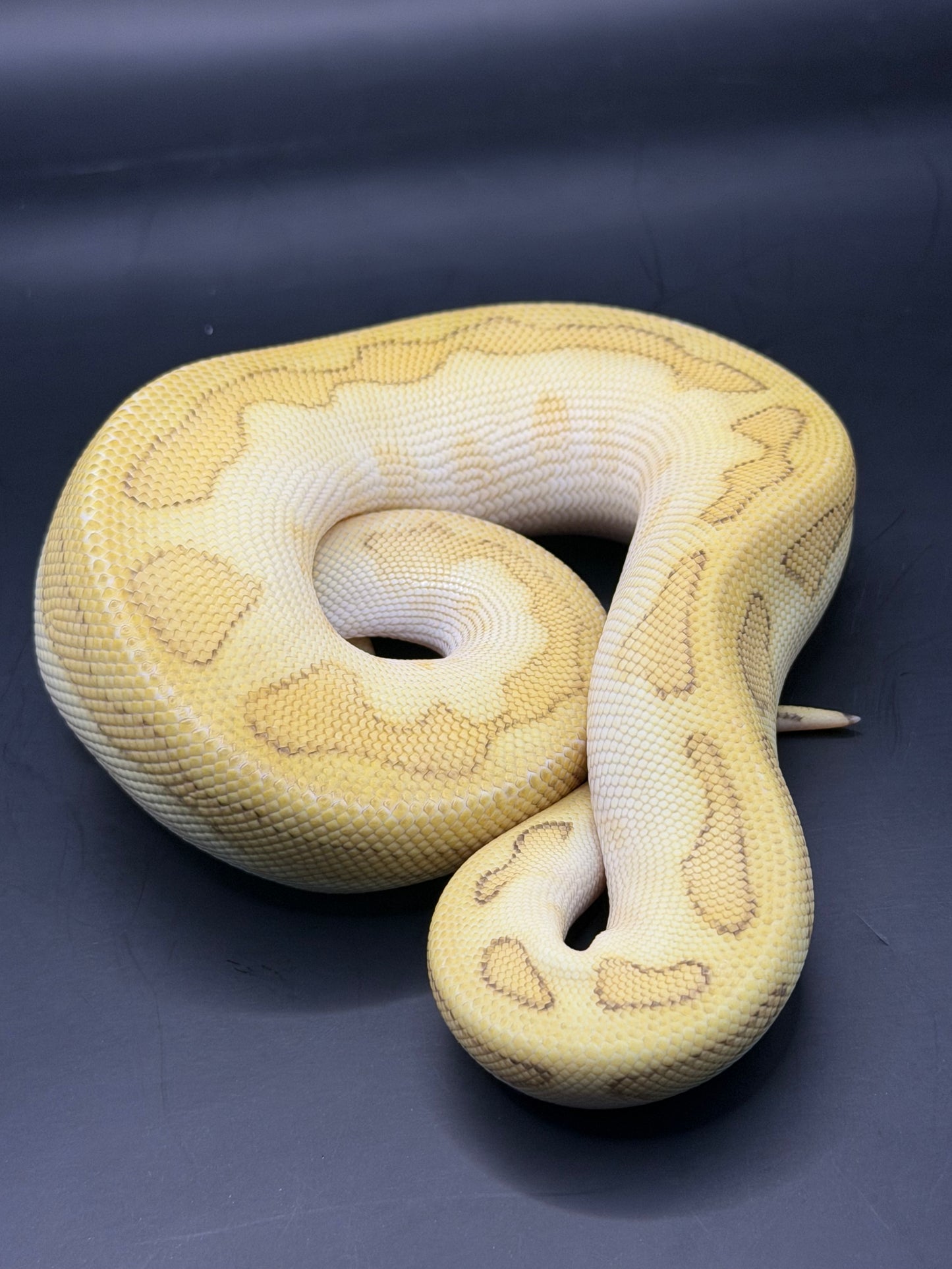 Clown gs chocolate pastel hembra