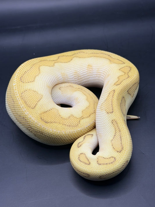 Clown gs chocolate pastel hembra
