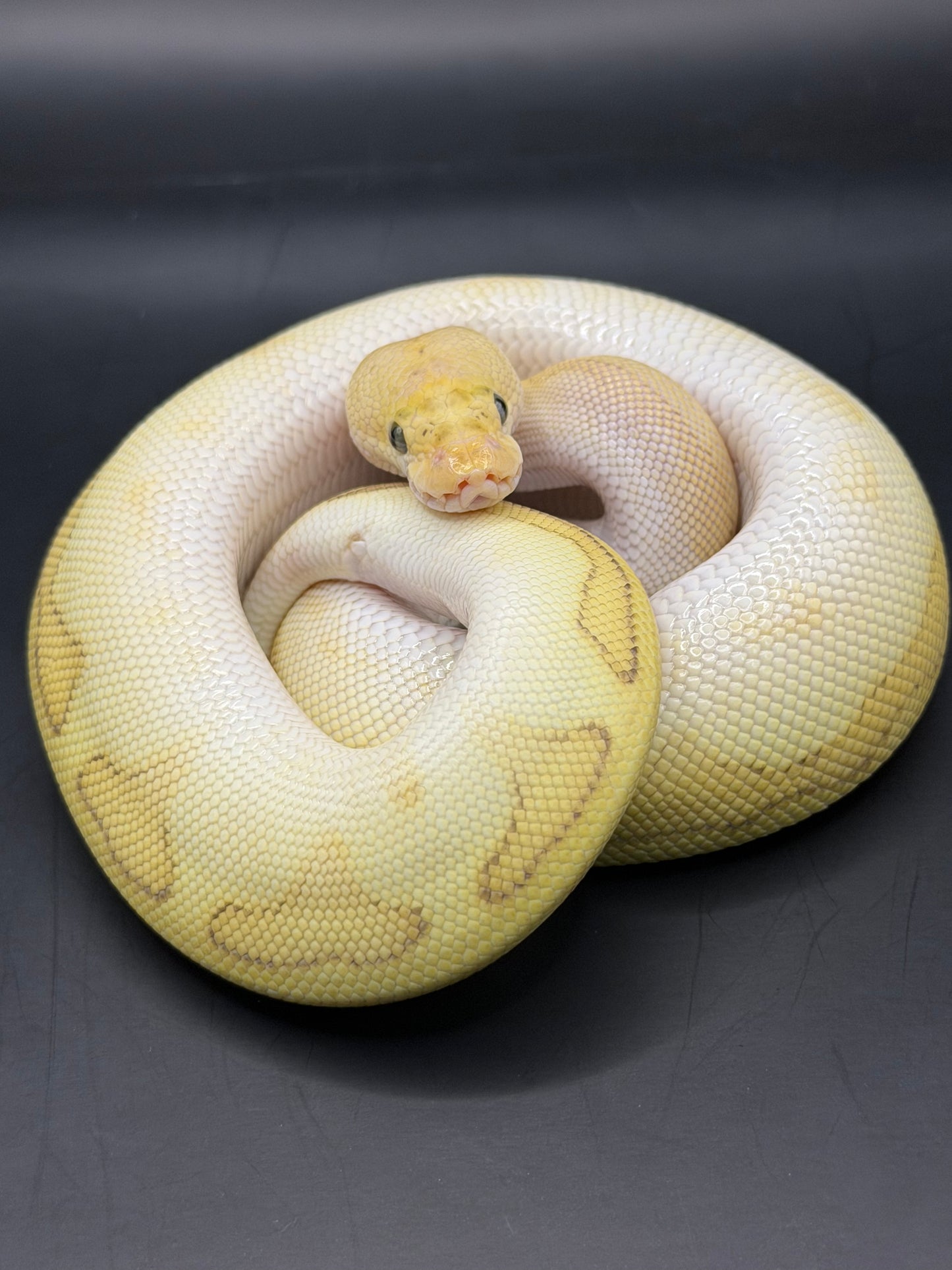 Clown gs chocolate pastel hembra