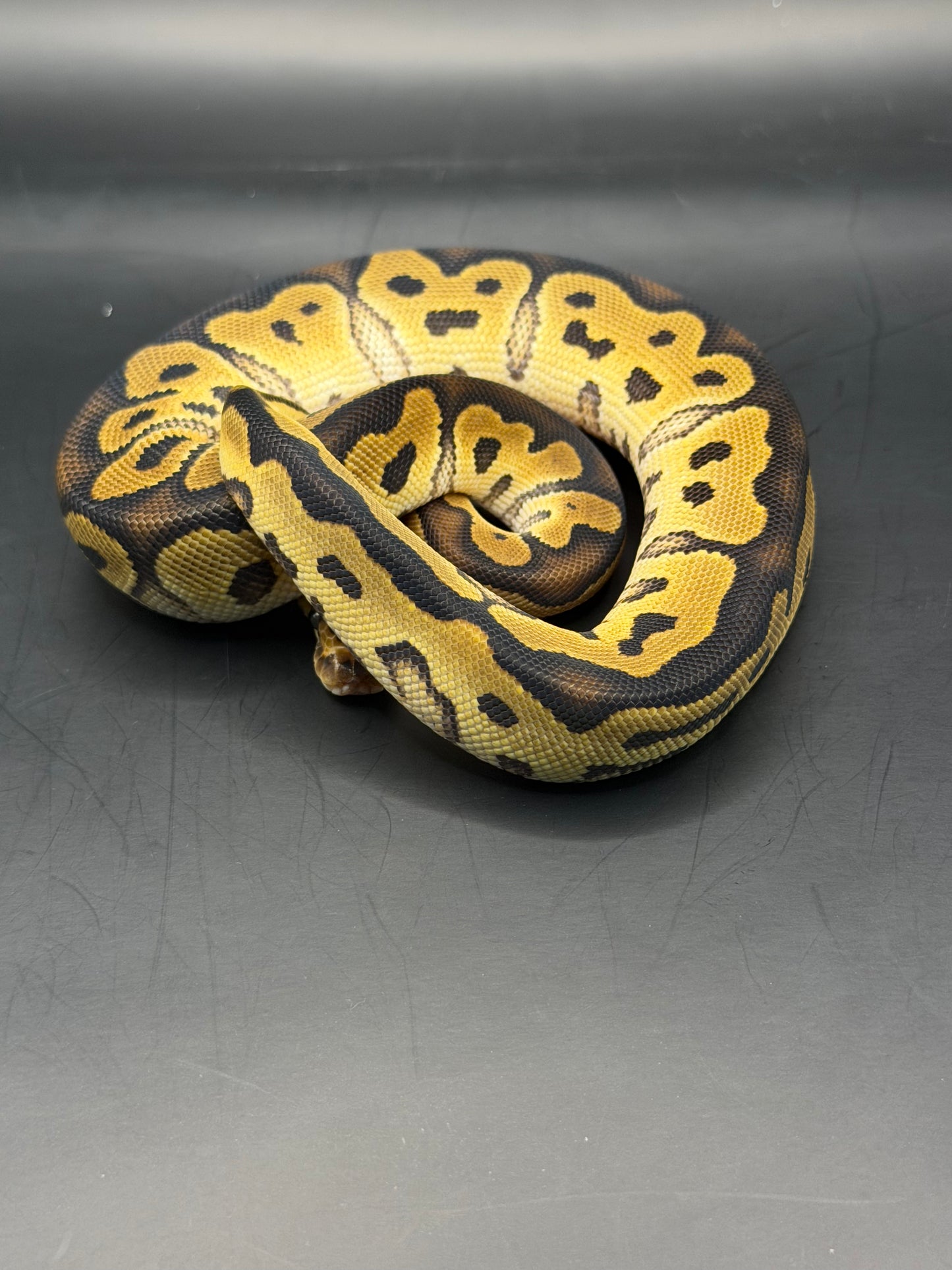 Clown 100% het dg 100%het pied hembra