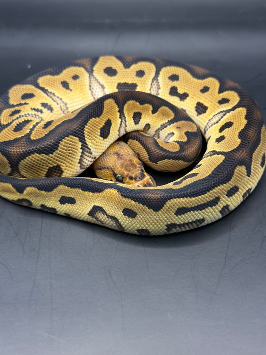 Clown 100% het dg 100%het pied hembra