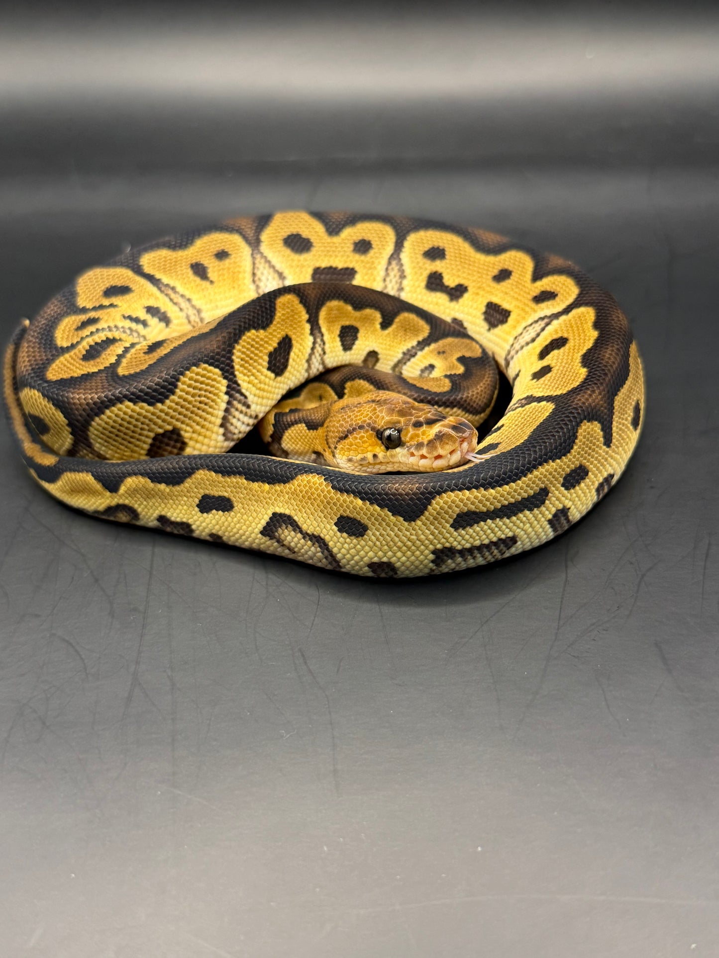 Clown 100% het dg 100%het pied hembra
