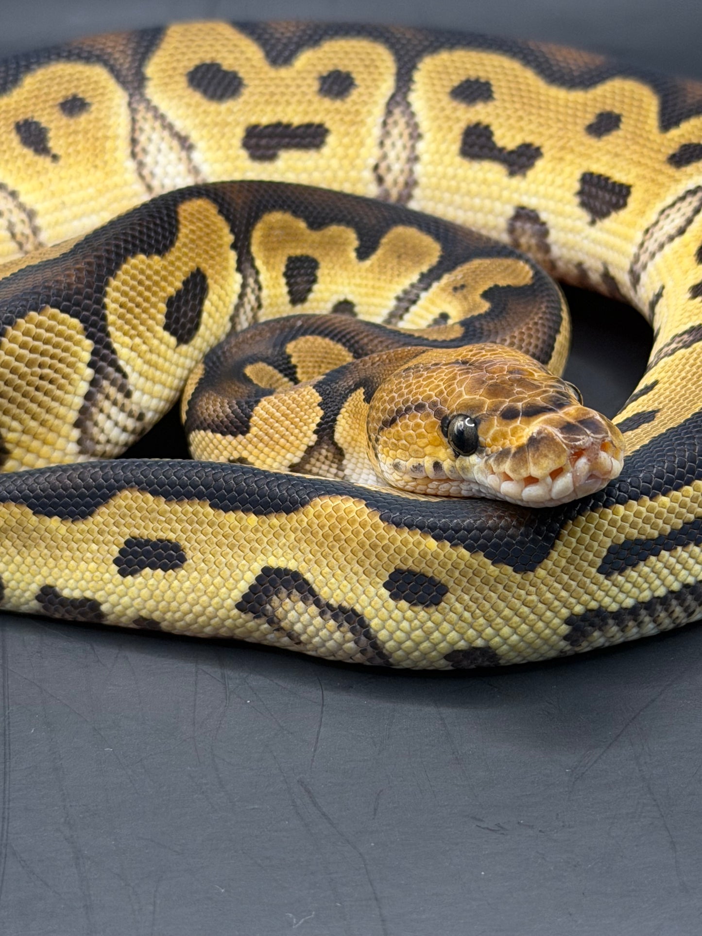 Clown 100% het dg 100%het pied hembra