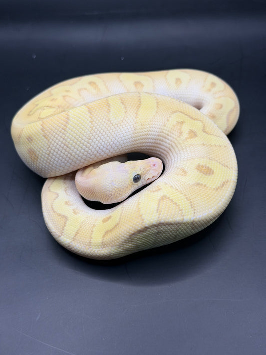 Banana pastel chocolate clown het gs hembra