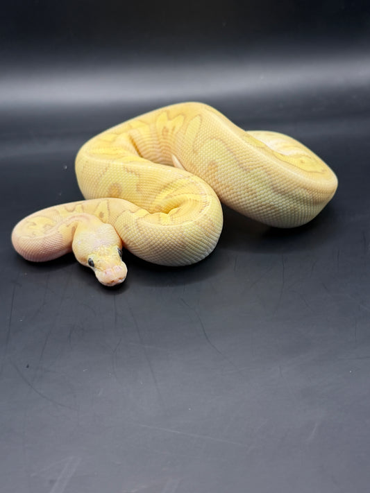Banana pastel chocolate clown het gs hembra