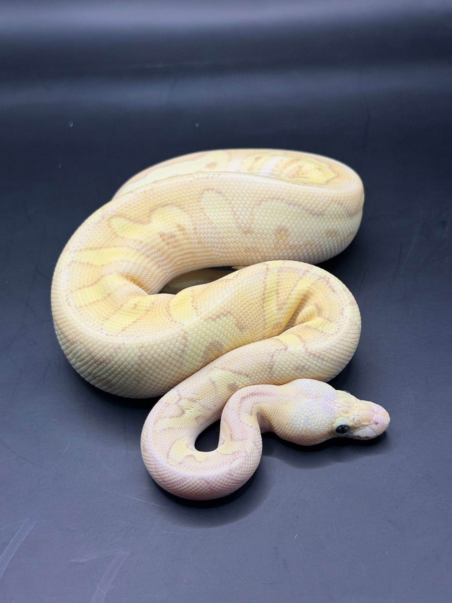 Banana pastel chocolate clown het gs hembra