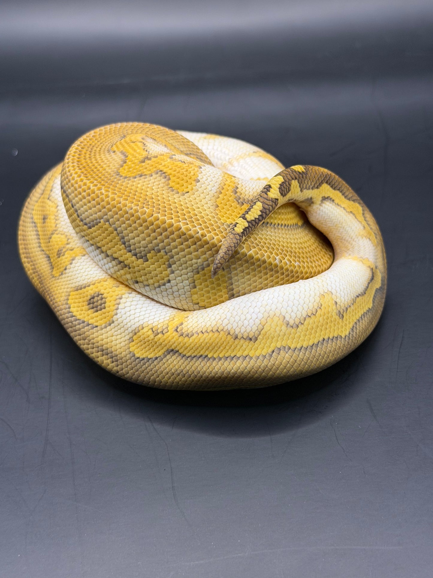 Wookie lesser clown hembra