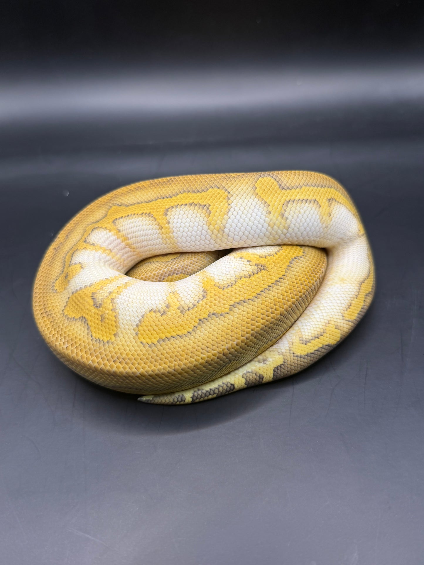 Wookie lesser clown hembra