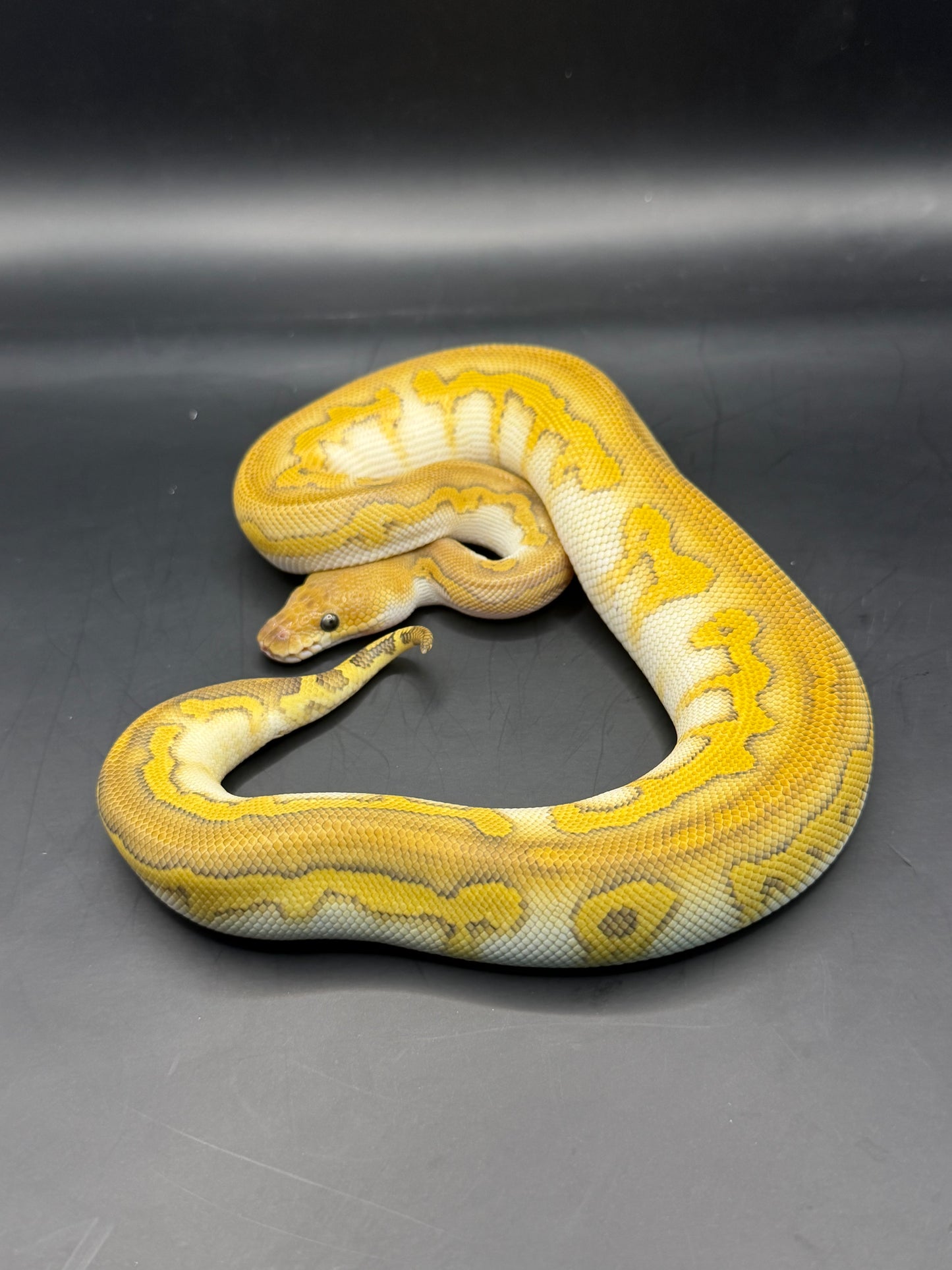 Wookie lesser clown hembra