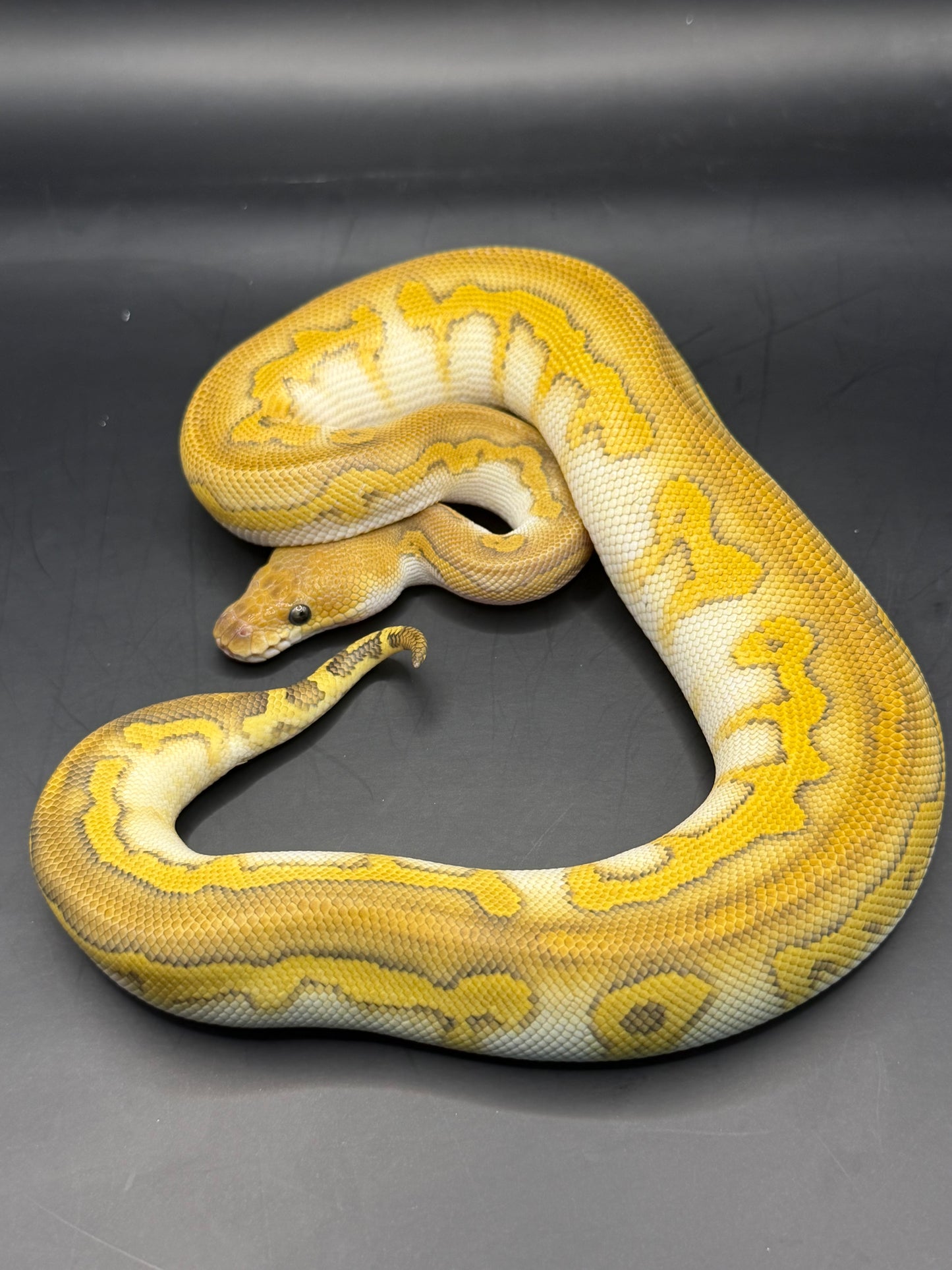 Wookie lesser clown hembra