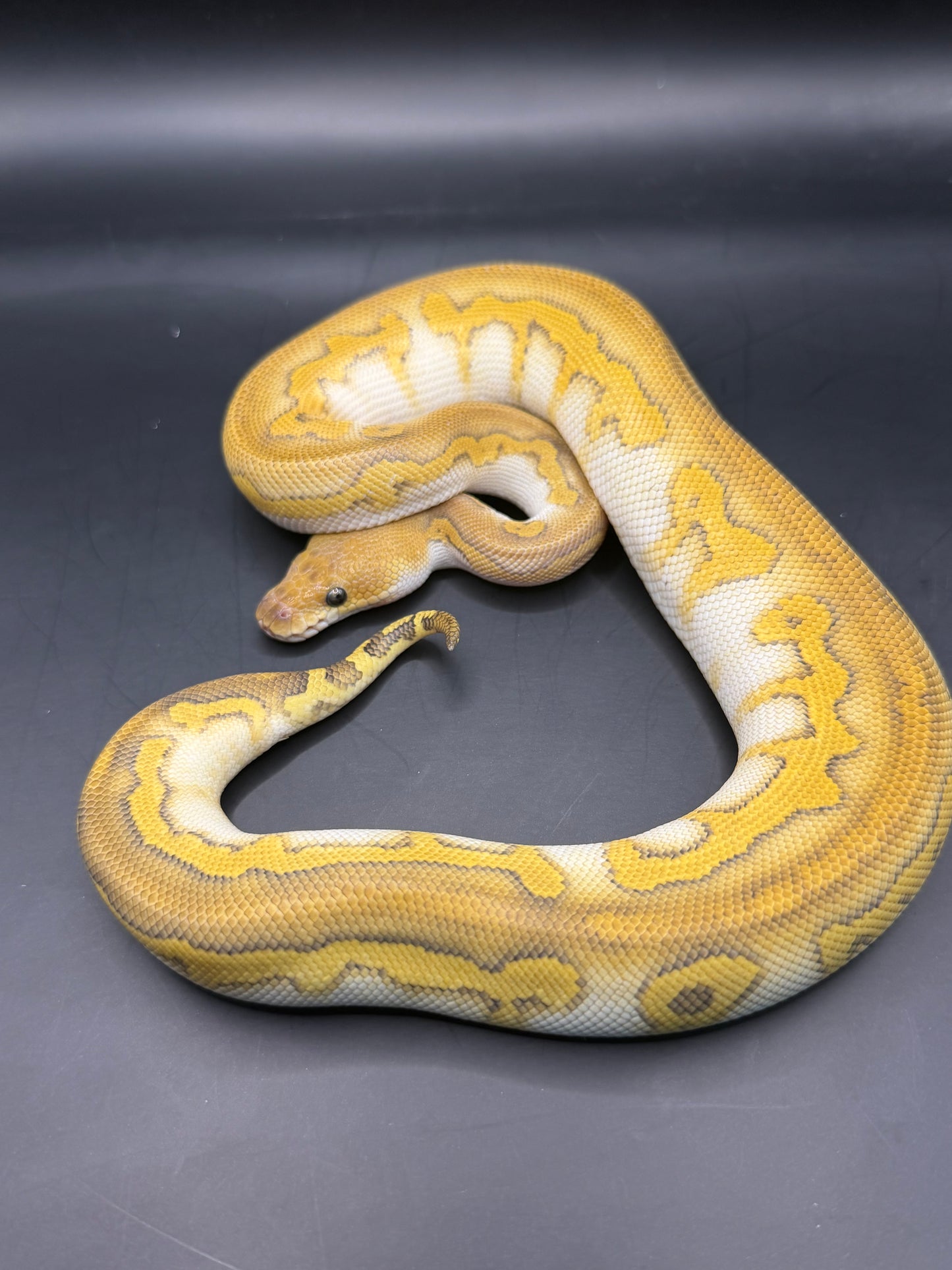 Wookie lesser clown hembra