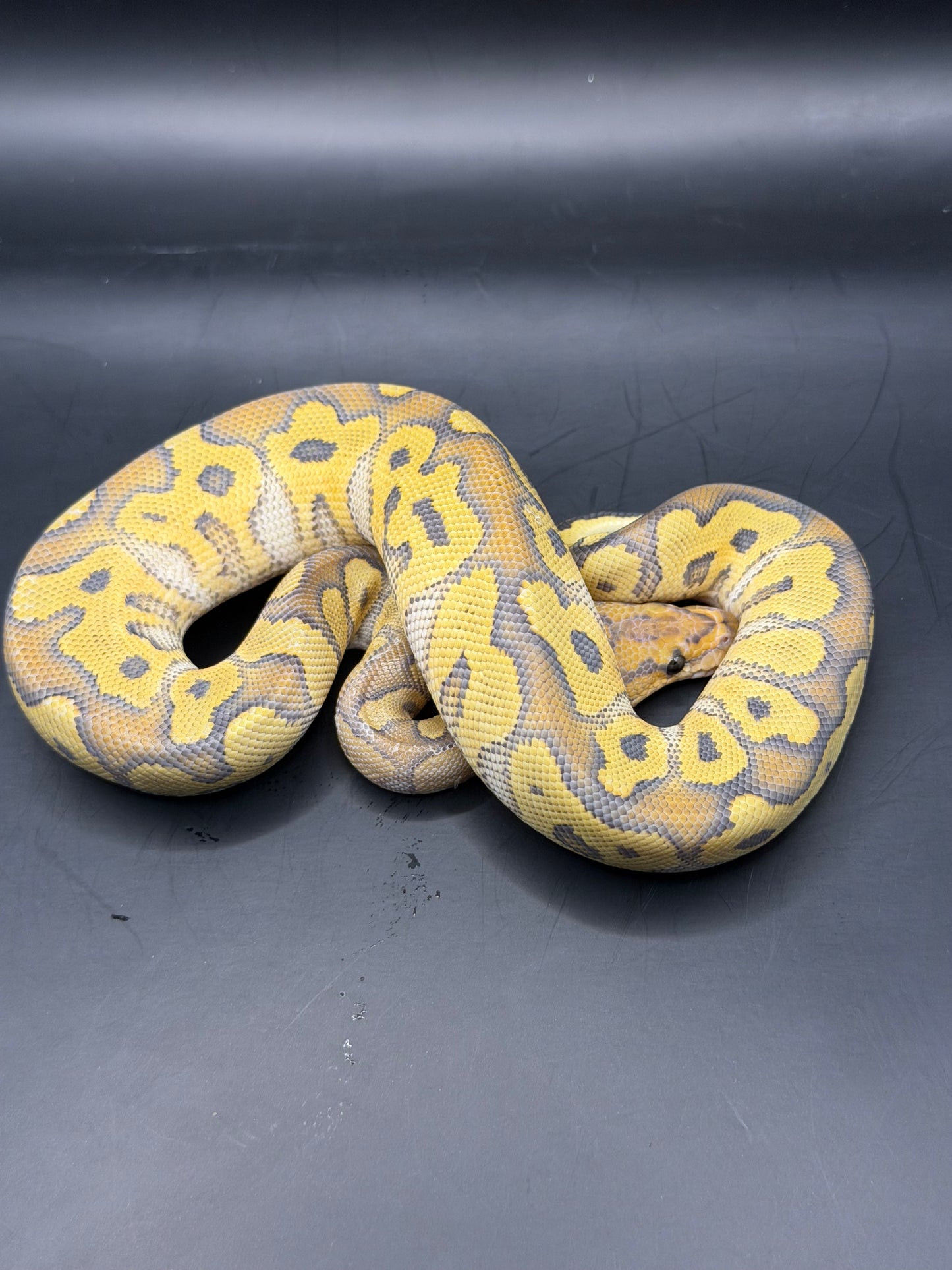 Hypo clown hembra