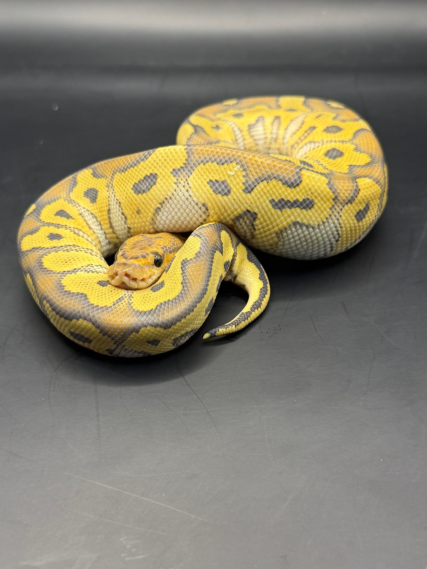 Hypo clown hembra