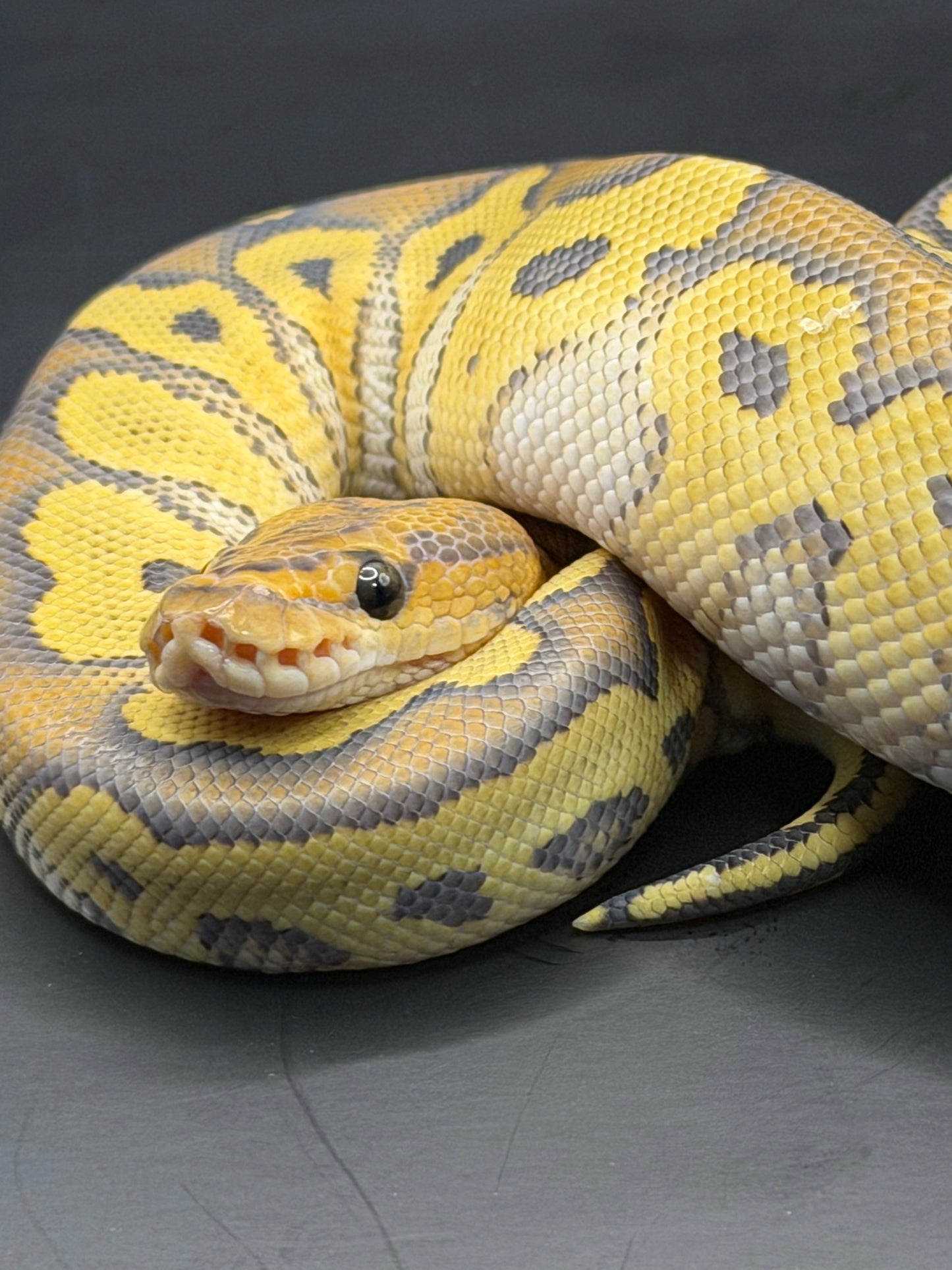 Hypo clown hembra