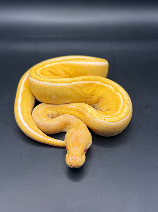 Albino enchi gs het clown macho