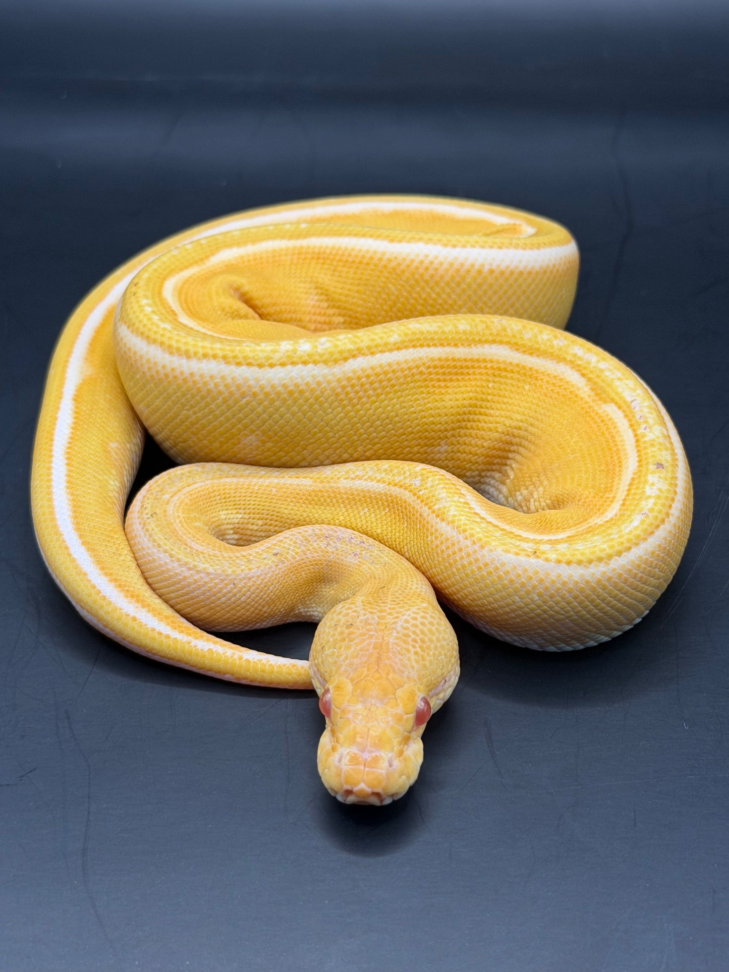 Albino enchi gs het clown macho